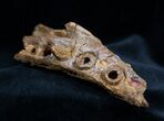 Fossil Crocodile Maxilla (jaw) - Cretaceous #1361-2